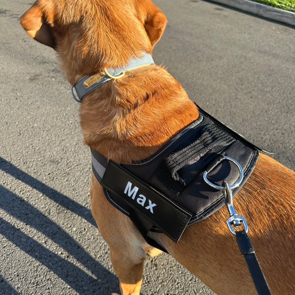 Personalised No Pull Dog Harness