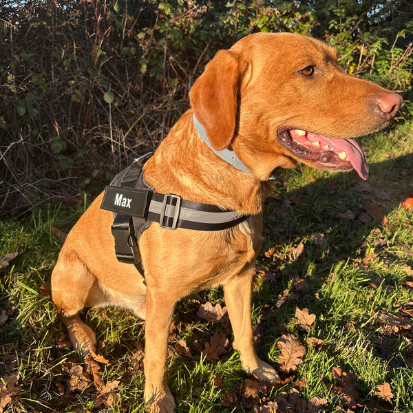 Personalised No Pull Dog Harness