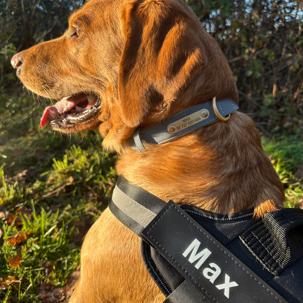 Personalised No Pull Dog Harness