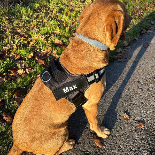 Personalised No Pull Dog Harness